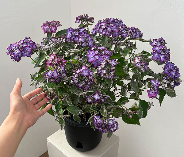 ヤマアジサイ：陽炎（カゲロウ）ブルー7号鉢植え