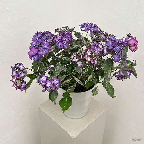 ヤマアジサイ：陽炎（カゲロウ）ブルー5.5号鉢植え