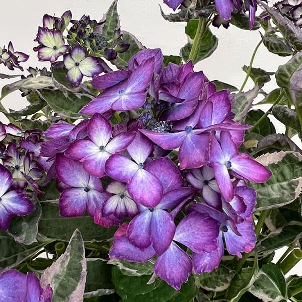 ヤマアジサイ：陽炎（カゲロウ）ブルー5.5号鉢植え