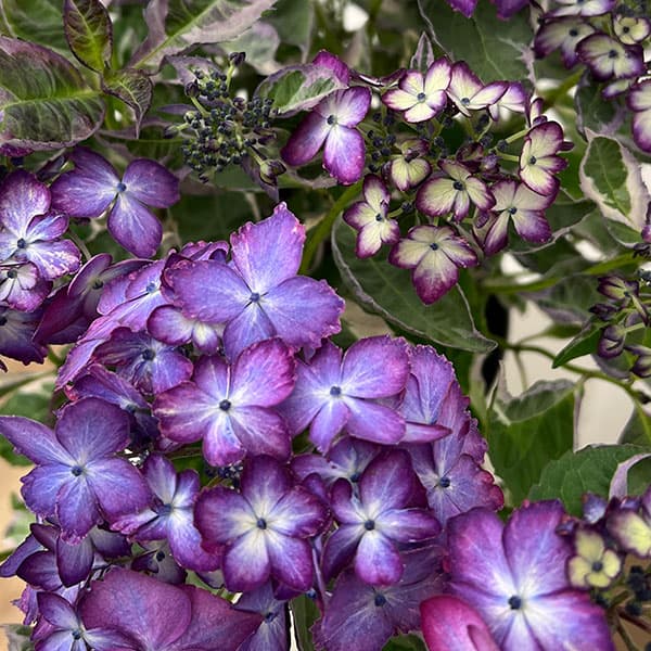 ヤマアジサイ：陽炎（カゲロウ）ブルー5.5号鉢植え