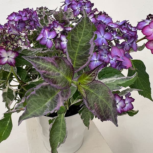 ヤマアジサイ：陽炎（カゲロウ）ブルー5.5号鉢植え