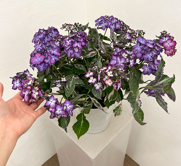 ヤマアジサイ：陽炎（カゲロウ）ブルー5.5号鉢植え