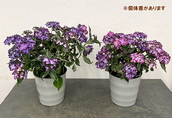 ヤマアジサイ：陽炎（カゲロウ）ブルー5.5号鉢植え