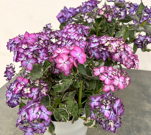 ヤマアジサイ：陽炎（カゲロウ）ブルー5.5号鉢植え