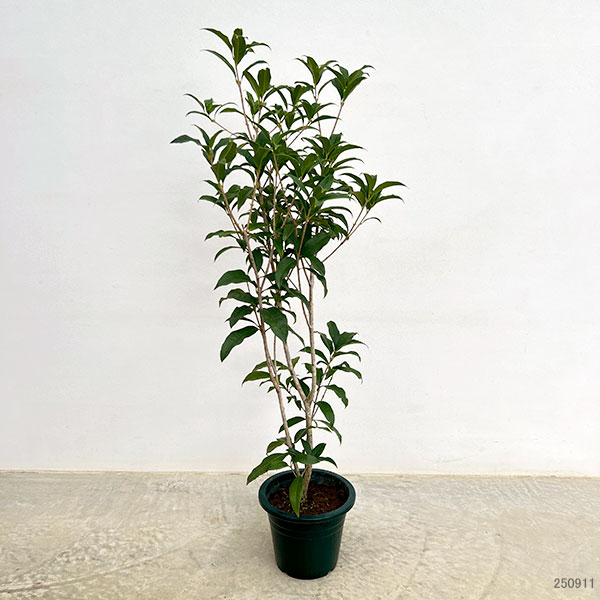 キンモクセイ（金木犀）6号鉢植え（花芽付き）