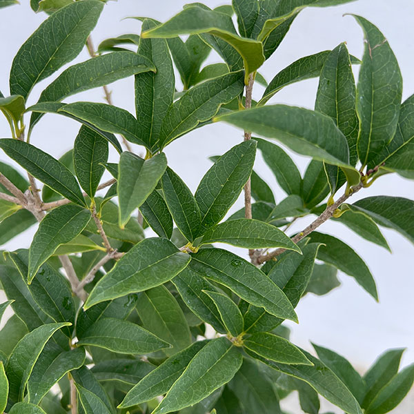 キンモクセイ（金木犀）6号鉢植え（花芽付き）