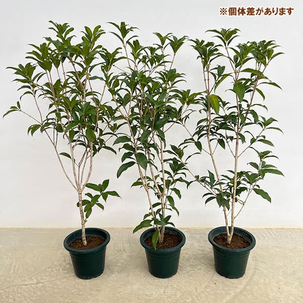 キンモクセイ（金木犀）6号鉢植え（花芽付き）