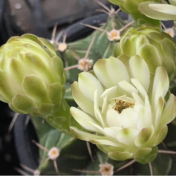 サボテン:ハナサボテン ギムノカリキウム3号鉢植え