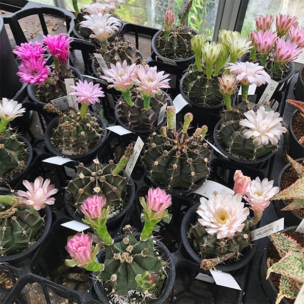 サボテン:ハナサボテン ギムノカリキウム3号鉢植え