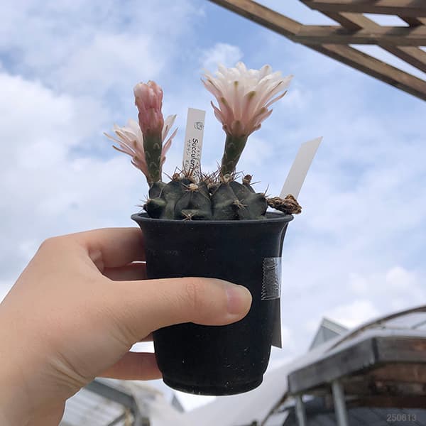 サボテン:ハナサボテン ギムノカリキウム3号鉢植え