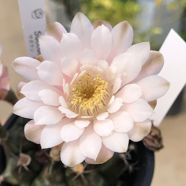 サボテン:ハナサボテン ギムノカリキウム3号鉢植え