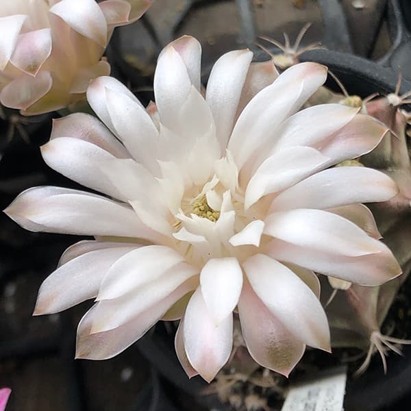 サボテン:ハナサボテン ギムノカリキウム3号鉢植え