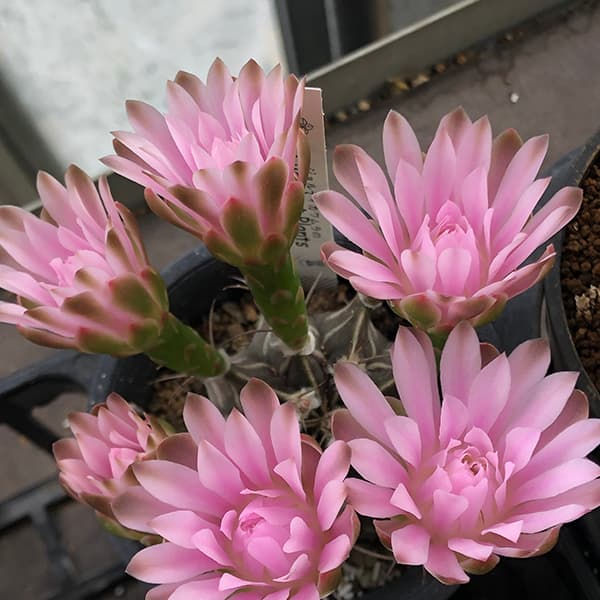 サボテン:ハナサボテン ギムノカリキウム3号鉢植え