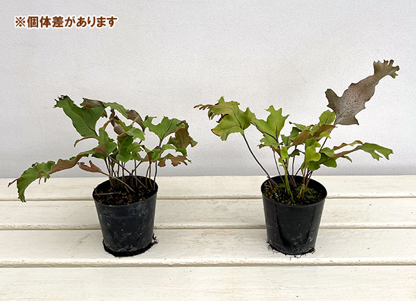 シダ:イワオモダカ 龍神3号ポット