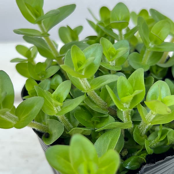 (わけあり特価)水生植物(ウォータープランツ):ウォーターバコパ3号ポット