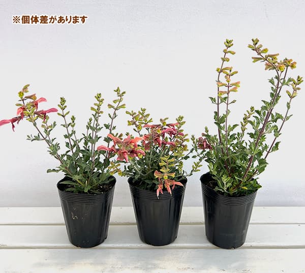 (わけあり特価)サルビア:ラスティセージ4号ポット