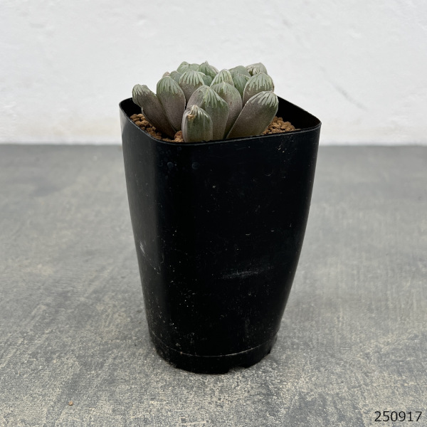 ハオルチア:ぶどう錦 2.5号スクエア鉢