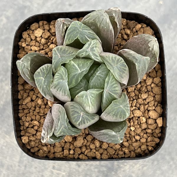 ハオルチア:ぶどう錦 2.5号スクエア鉢