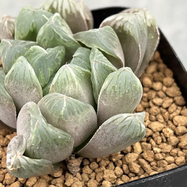 ハオルチア:ぶどう錦 2.5号スクエア鉢