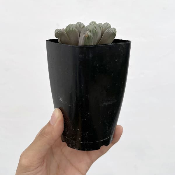 ハオルチア:ぶどう錦 2.5号スクエア鉢