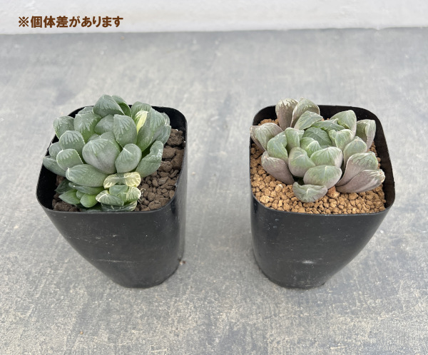 ハオルチア:ぶどう錦 2.5号スクエア鉢