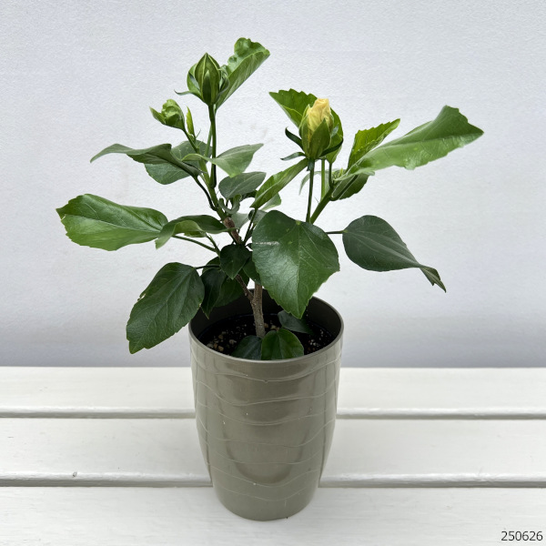 ハイビスカス:ニューロングライフ エリス4号鉢植え