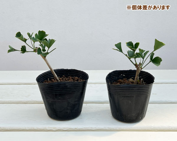 イチョウ:ラッパ葉 2.5号ポット