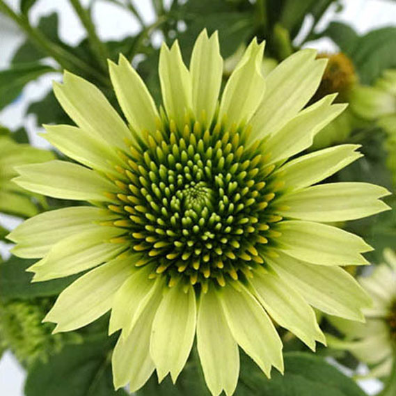 エキナセア:プレーリーブレイズ グリーン3-3.5号ポット 3株セット