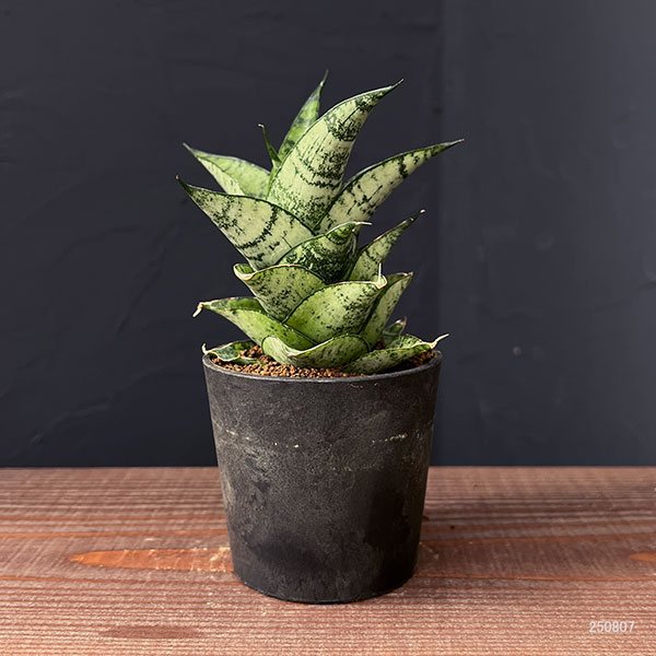 サンセベリア：フローズンローズ　2.5号鉢植え