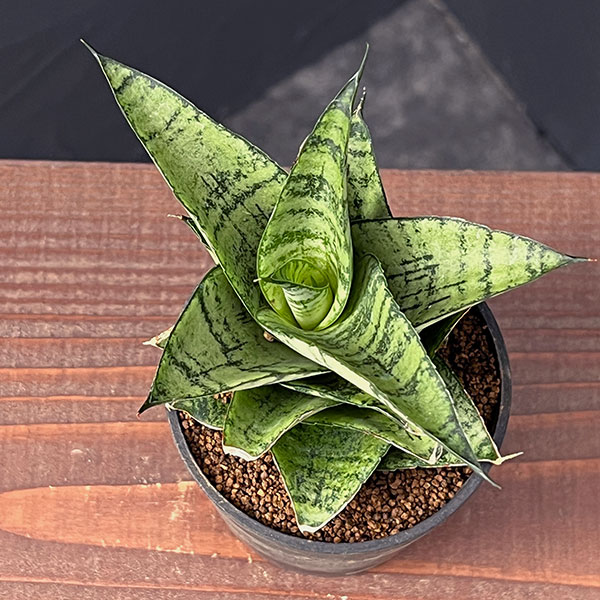 サンセベリア：フローズンローズ　2.5号鉢植え