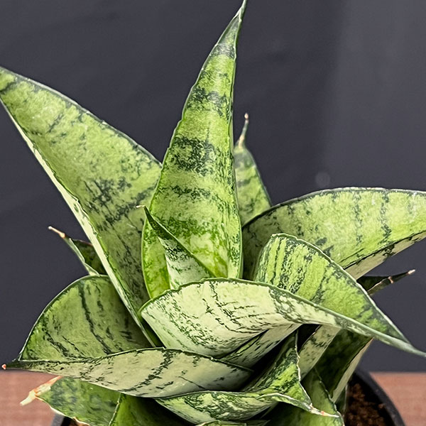サンセベリア：フローズンローズ　2.5号鉢植え