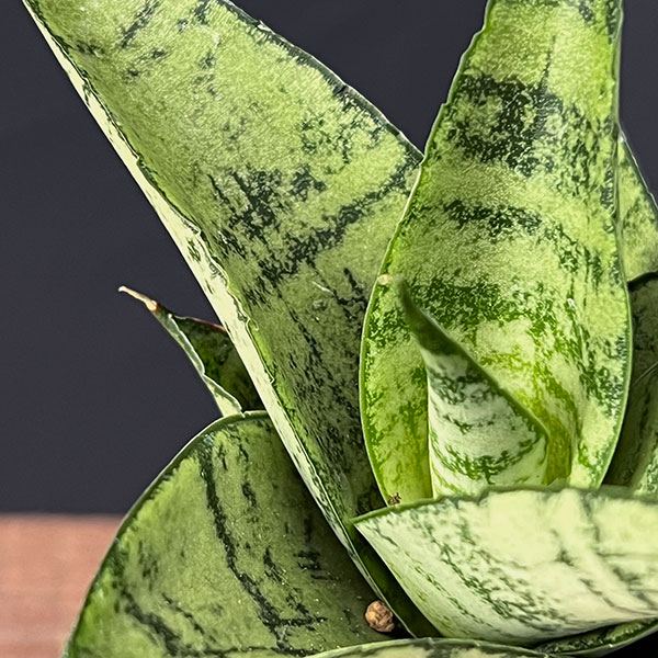 サンセベリア：フローズンローズ　2.5号鉢植え