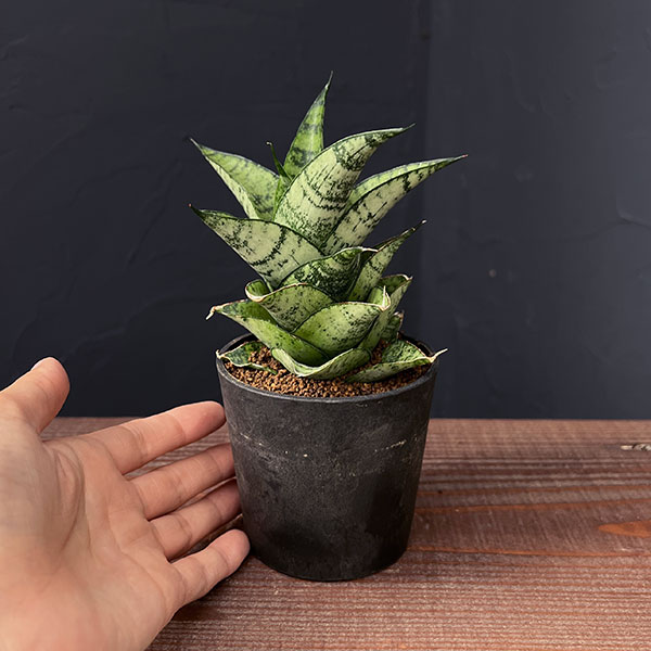 サンセベリア：フローズンローズ　2.5号鉢植え