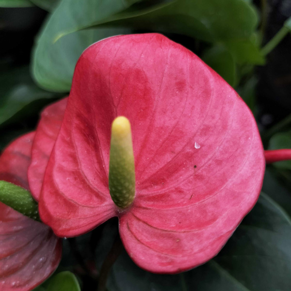 アンスリウム:ミクラ2.5号ポット