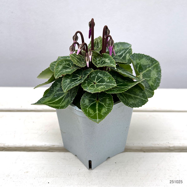 園芸ネット本店｜シクラメン：ドラゴン ディープブルー3号ポット の