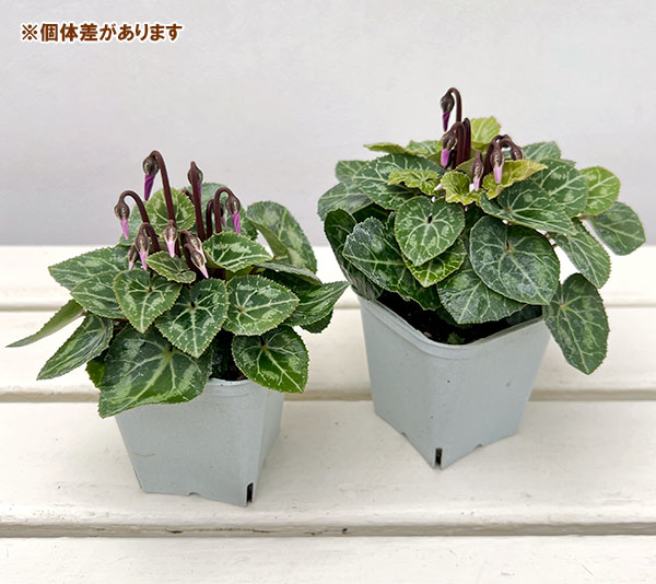 園芸ネット本店｜シクラメン：ドラゴン ディープブルー3号ポット の