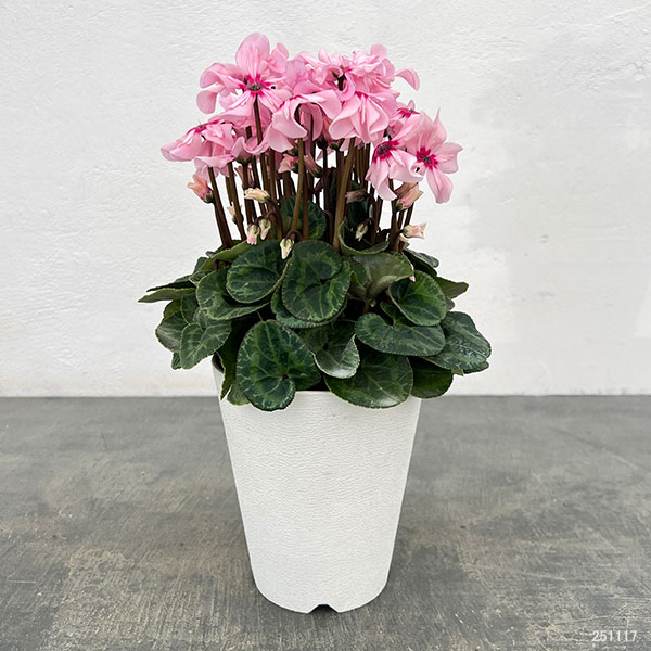 シクラメン：イリュージア　ピンクラテ4号鉢植え*