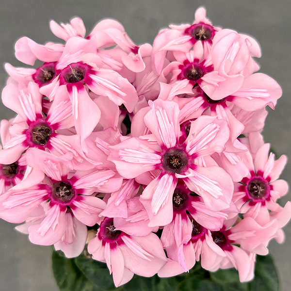 シクラメン：イリュージア　ピンクラテ4号鉢植え*