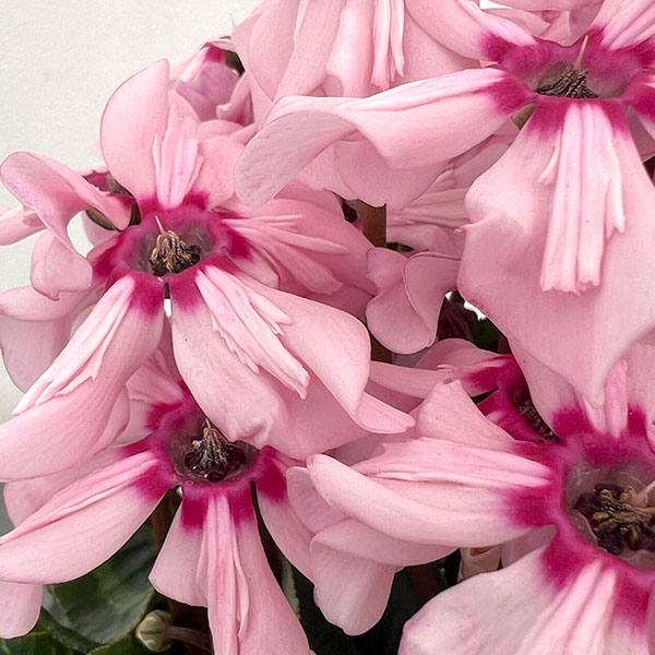 シクラメン：イリュージア　ピンクラテ4号鉢植え*