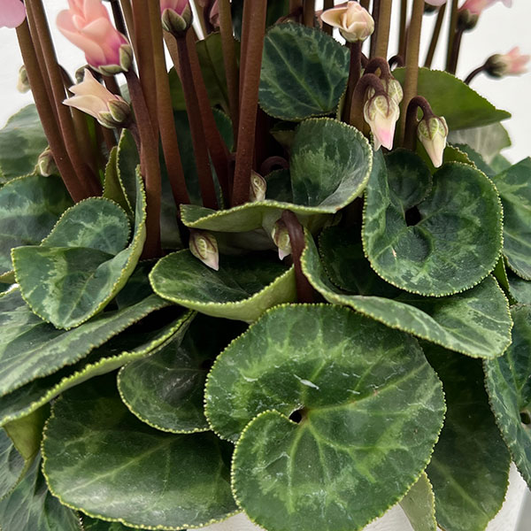 シクラメン：イリュージア　ピンクラテ4号鉢植え*