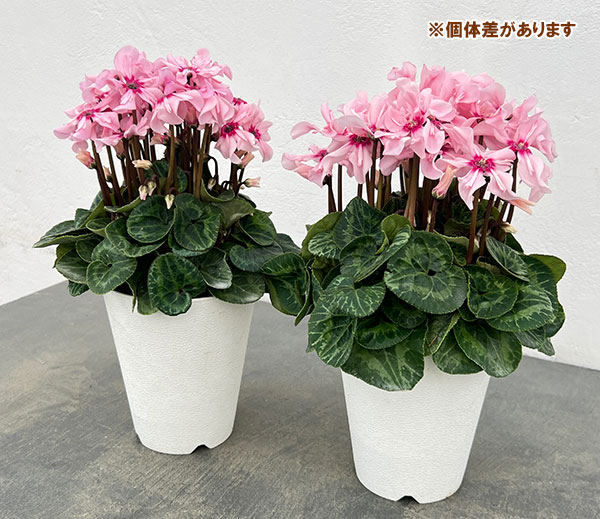 シクラメン：イリュージア　ピンクラテ4号鉢植え*