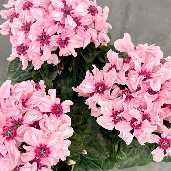 シクラメン：イリュージア　ピンクラテ4号鉢植え*