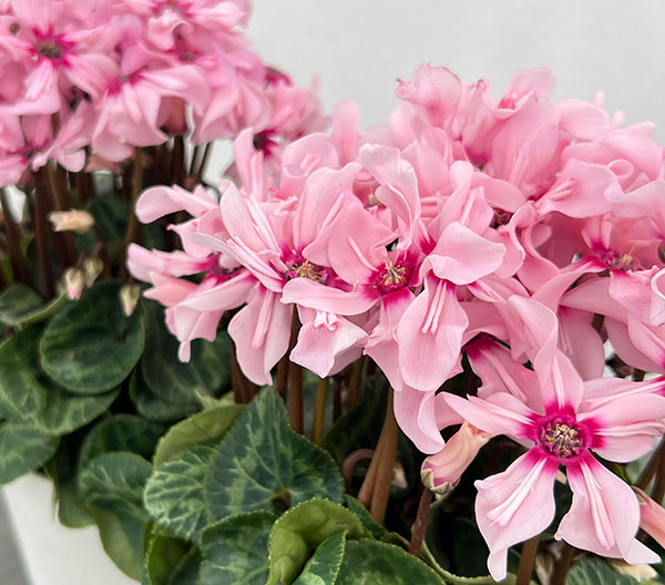 シクラメン：イリュージア　ピンクラテ4号鉢植え*