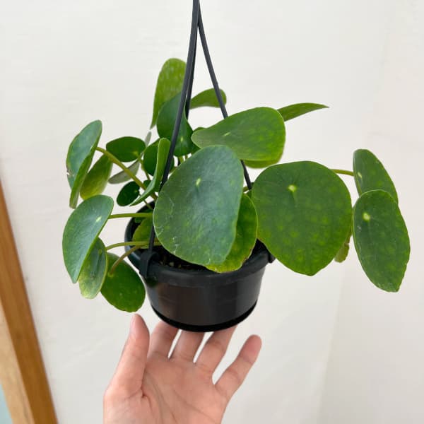 ピレア:ペペロミオイデス3.5号吊り鉢