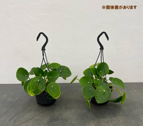 ピレア:ペペロミオイデス3.5号吊り鉢