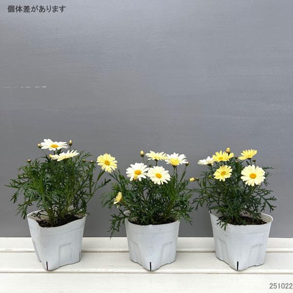 マーガレットさま専用 園芸ネット本店｜マーガレット：サワーリップル5号鉢植え の通販【公式】