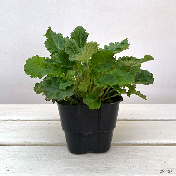 サクラソウ：ウインティーブルーピコティ3.5号ポット