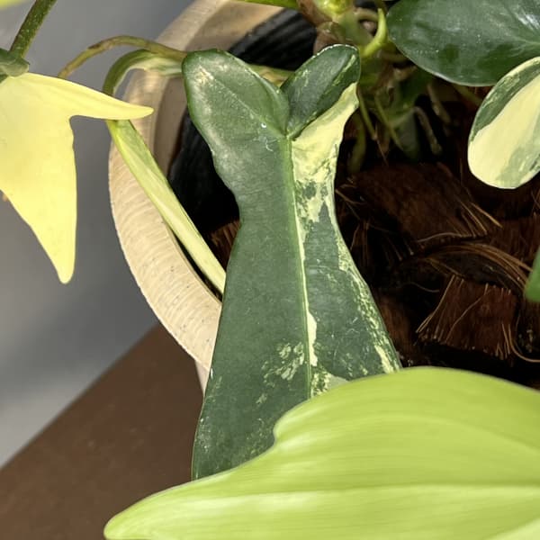 フィロデンドロン：フロリダビューティーバリエガータ（斑入）　4号26-03