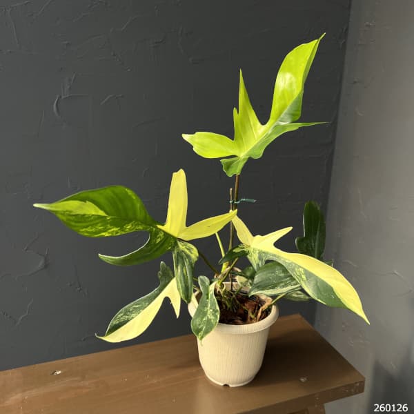 フィロデンドロン：フロリダビューティーバリエガータ（斑入）　4号26-03