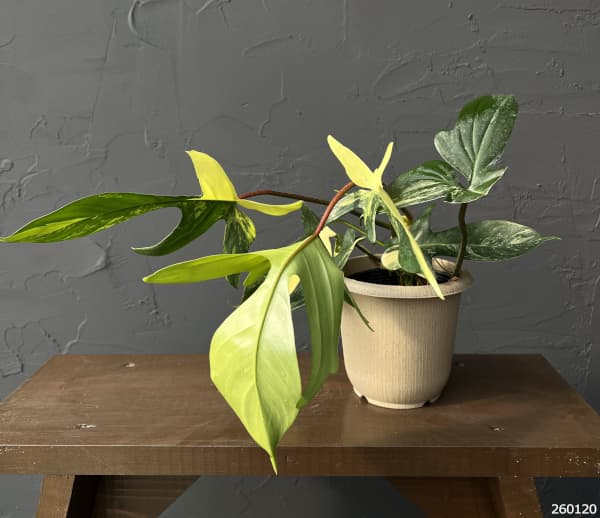 フィロデンドロン：フロリダビューティーバリエガータ（斑入）　4号26-03